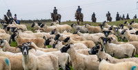 Lauder Common Riding, Apprentice ride