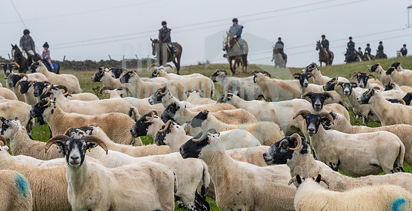 Lauder Common Riding, Apprentice ride