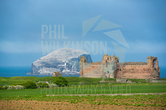 Tantallon Castle, Bass Rock, UK , Scotland ,