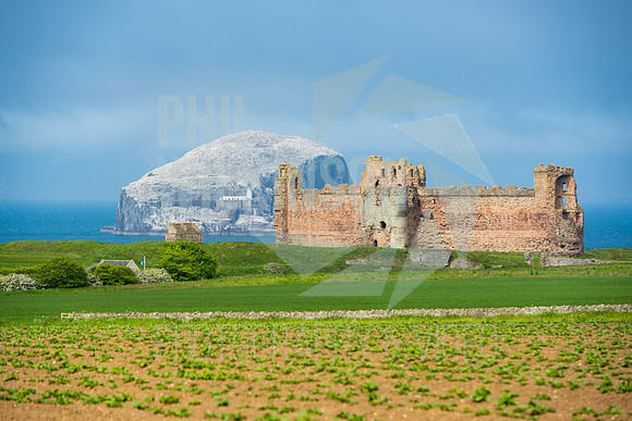 Tantallon Castle, Bass Rock, UK , Scotland ,