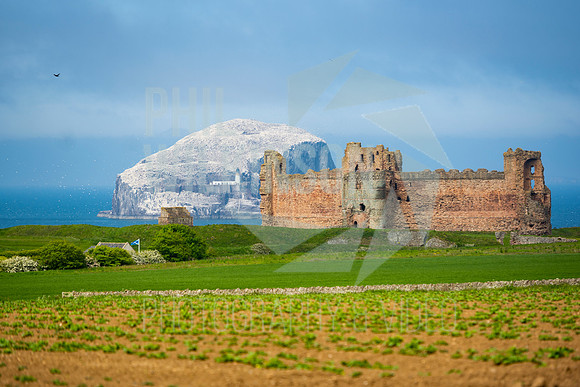 Tantallon Castle, Bass Rock, UK , Scotland ,