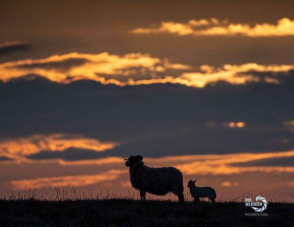 Sheep and lamb at sunrise in Scottish Borders.