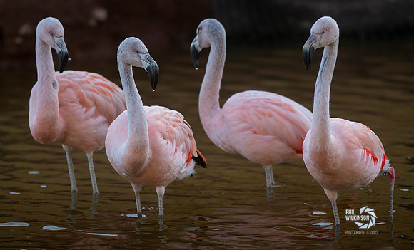 Chilean  flamingos bathing in water.