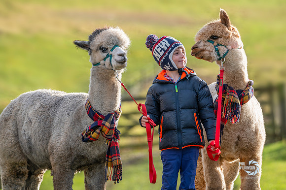 Alpacas wrapping up warm for cold weather at Beirhope Alpaca Trekking, Scottish Borders.