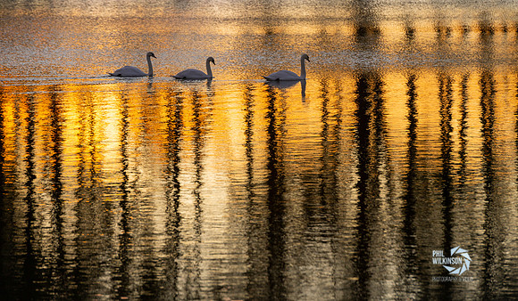 Scotland, Weather. Swans swim at sunrise on Bowden Loch, near Melrose, Scottish Borders.