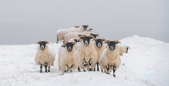 Scotland, Weather, Snow and cold weather in Scottish Borders
