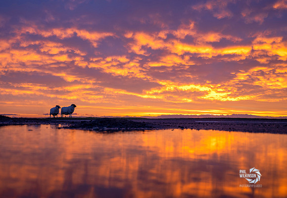 Stunning sunrise in Lauder, Scottish Borders. scotland , sheep , lambs ,